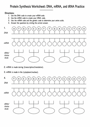 Printable Protein Synthesis Worksheet | Grade 9-12 Biology