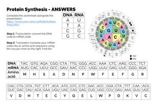 Protein Synthesis Answers Worksheet: Check Your Knowledge