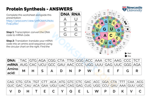 Protein Synthesis Answers Worksheet: Check Your Knowledge
