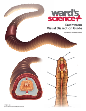 Complete Earthworm Dissection Guide | Grades 9-12 Biology