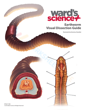 Earthworm dissection