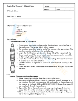 Earthworm Anatomy Dissection Worksheet