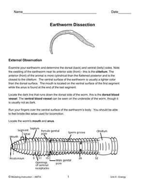 Earthworm Dissection Worksheet: Biology Lab