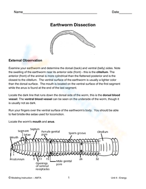 Earthworm Dissection Worksheet: Biology Lab