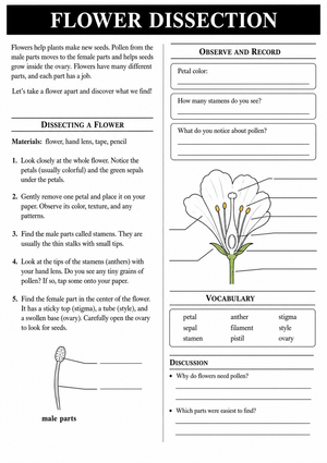 Printable Flower Dissection Lab | Grade 10 Biology