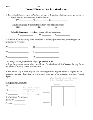 Printable Punnett Square Worksheet | Grade 10 Biology