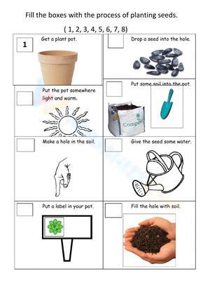The Process of Planting Seeds Worksheet