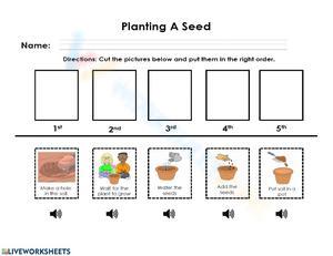 Guide to Planting a Seed