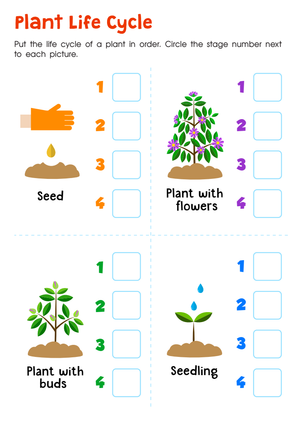 Printable Plant Life Cycle Worksheet | Grade 3 Science