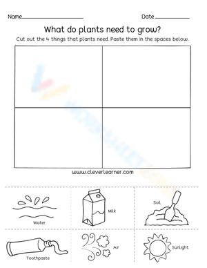 What Do Plants Need to Grow? Worksheet