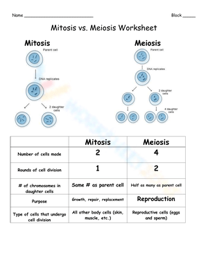Mitosis and Meiosis: Understanding Cell Division