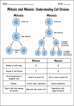 Mitosis vs Meiosis Worksheet | Essential Grade 9-12 Biology