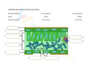Anatomy of a Leaf Worksheet
