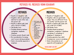 Mitosis or Meiosis Venn Diagram Worksheet