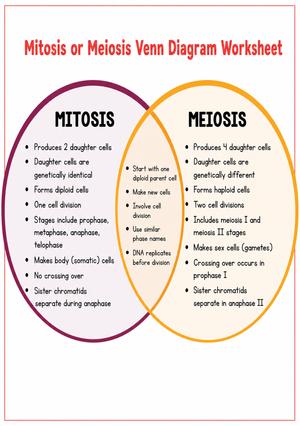 Mitosis vs Meiosis Venn Diagram | Essential Biology Guide