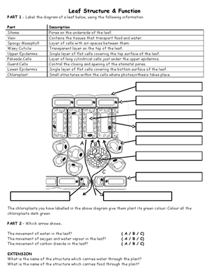 Leaf Structure and Function Worksheet