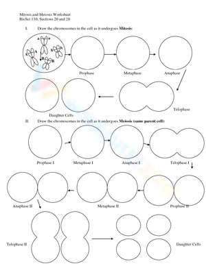Understanding Mitosis and Meiosis Worksheet