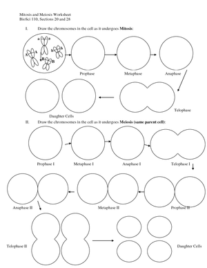 Understanding Mitosis and Meiosis Worksheet