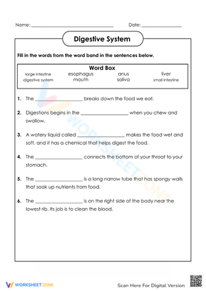 Fun Digestive System Learning Worksheet