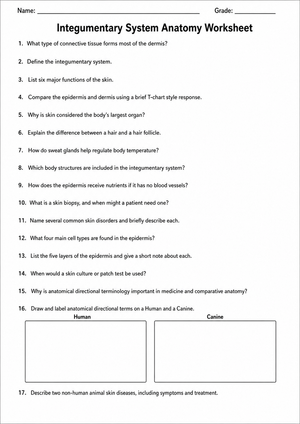 Essential Integumentary System Anatomy Worksheet | Grade 9