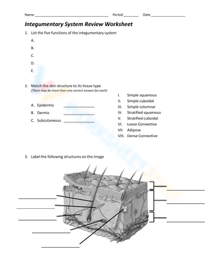 Human Biology Worksheet: Skin Pigmentation and Hair Functions
