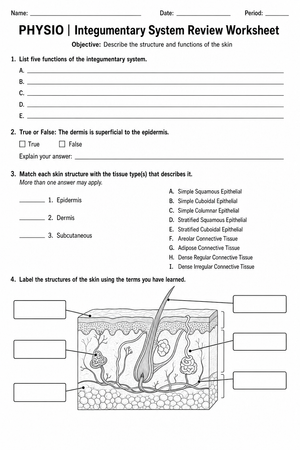 Essential Integumentary System Review | Grade 9 Biology