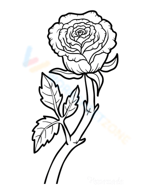 Botanical Rose