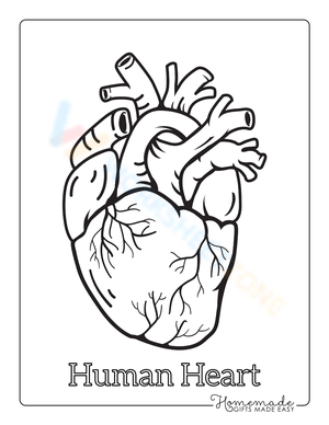 Anatomical heart