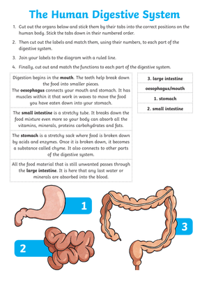 Digestive System Worksheet (3 Levels) | Grade 7 Ready