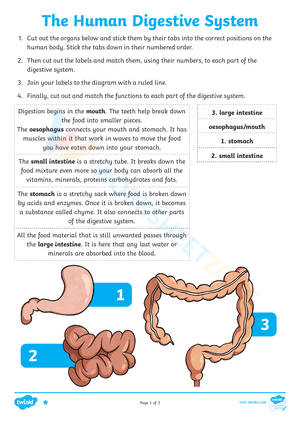 The Human Digestive System
