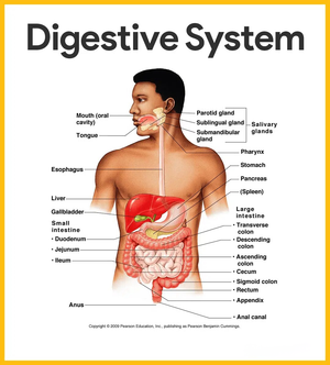 Digestive System Anatomy Worksheet | Grade 7-12 Ready