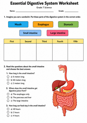 Grade 7 Digestive System — Printable No-Prep Worksheet