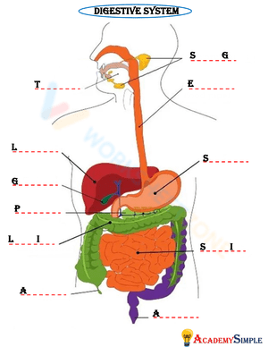 Label Digestive System 