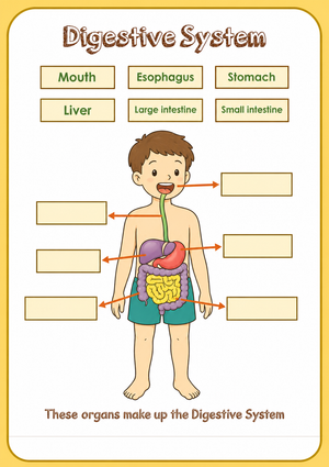 Digestive System Labeling Worksheet | Grade 7 Essential