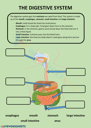Digestive System Anatomy 1