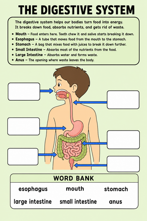 Digestive System Anatomy Printable Worksheet | Grade 7