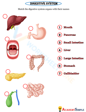 Digestive System Anatomy 2