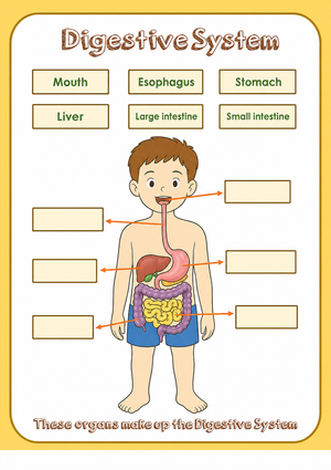 Essential Digestive System Anatomy Worksheet | Grade 7-12