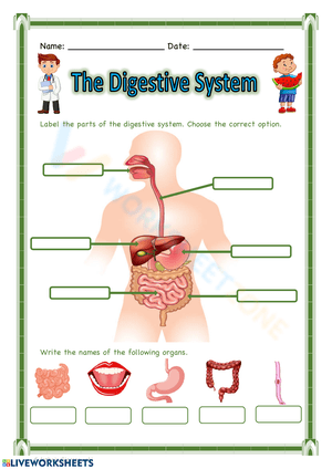 Digestive System Anatomy 3