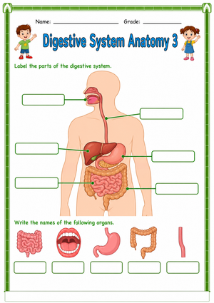 Printable Digestive System Worksheet | Grade 7 Science