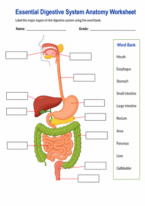 Essential Digestive System Anatomy Worksheet | Grade 7-12