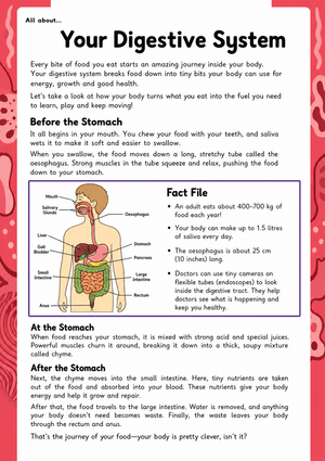 Digestive System Anatomy Worksheet | Grade 7 Essential