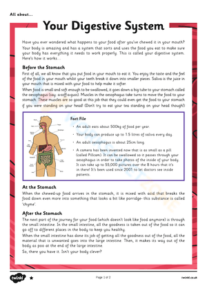 Digestive System Anatomy 5