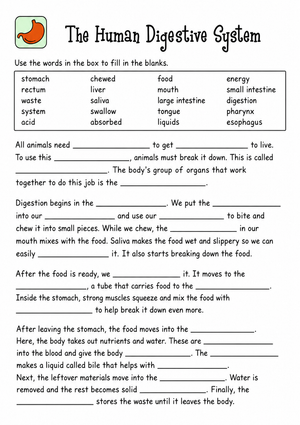 Digestive System Cloze Worksheet | Grade 7 Essential