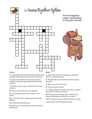 Digestive System Crossword Puzzle Worksheet