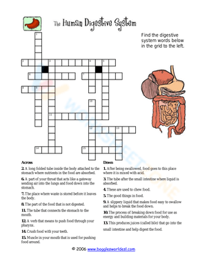 Digestive System Crossword Puzzle Worksheet