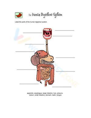 Diagram of the Digestive System with Hints Worksheet