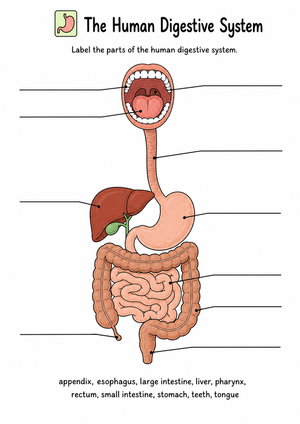 Grade 7 Digestive System — Printable No-Prep Worksheet