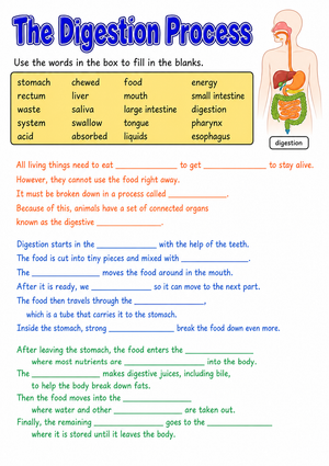 Printable Digestion Process Worksheet | Grade 7 Science