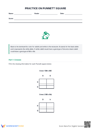 Square Punnett: Genetics Practice Worksheet
